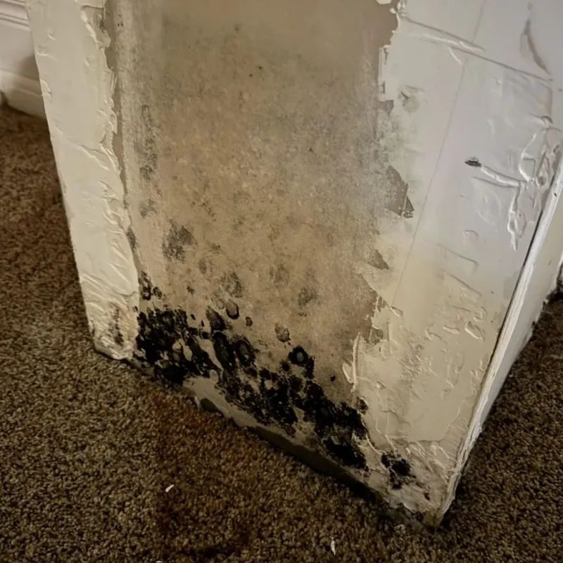 Professional Mold Removal in Harris County, GA